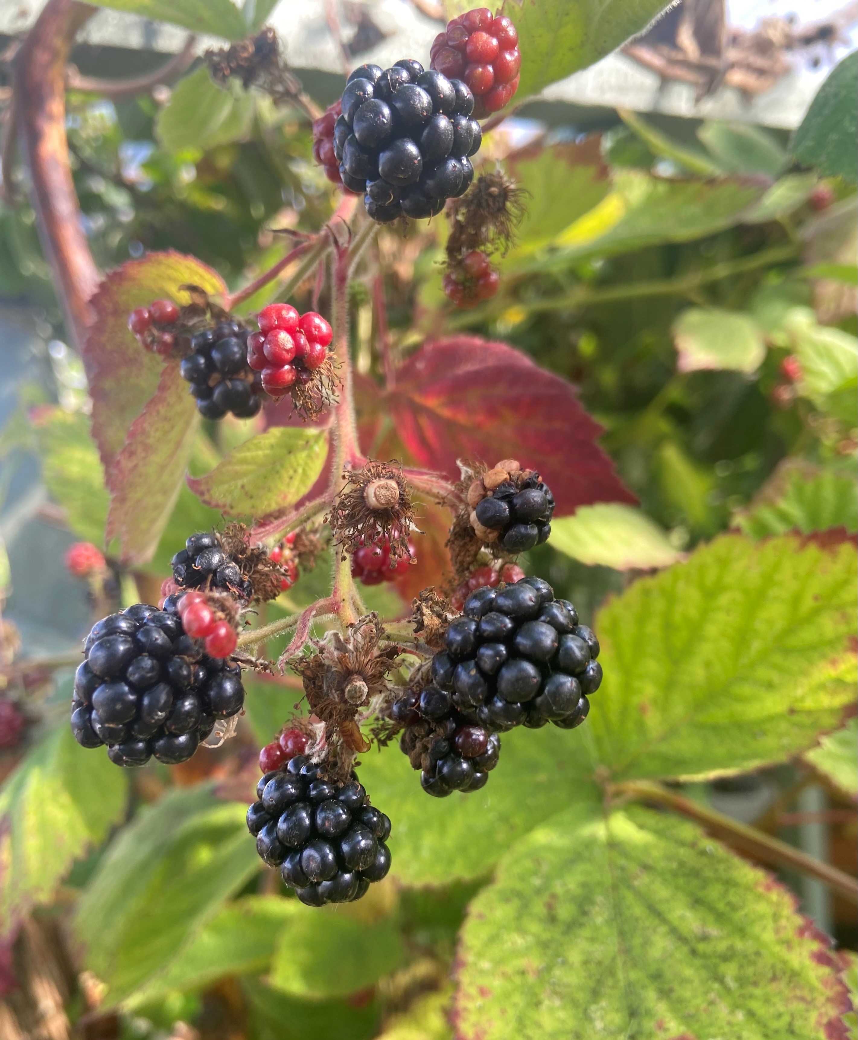 Newsletter: September update from the Net Zero team members